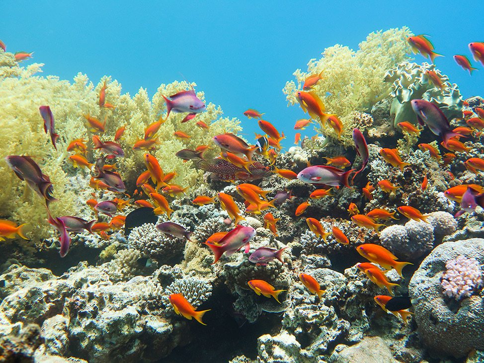 Red Sea reef fishes