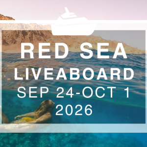 Wander Women Red Sea: A Dive + Yoga Liveaboard 2026